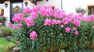 Bild "Preis:blumen.jpg"